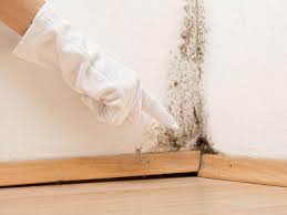  Middleton, WI Mold Removal Pros